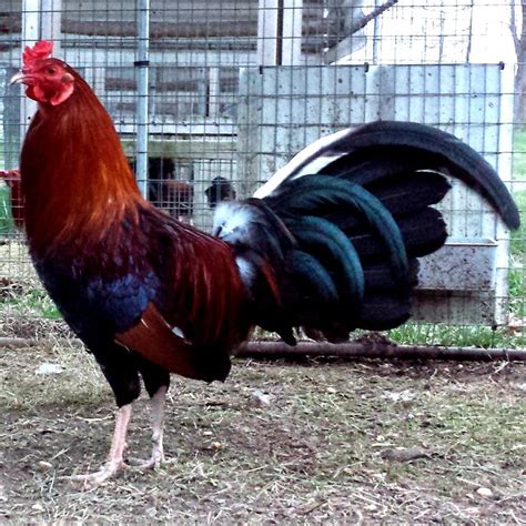 lacy roundhead for sale.